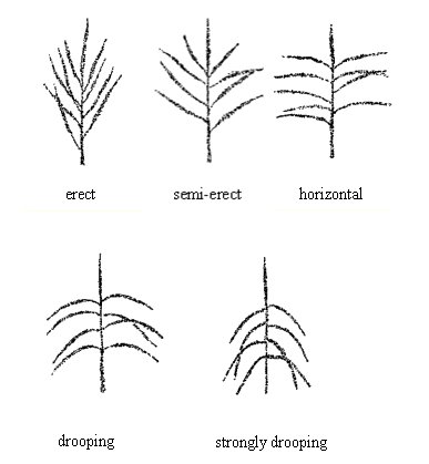 Corn tassel: attitude of lateral tassel branches. Description follows.