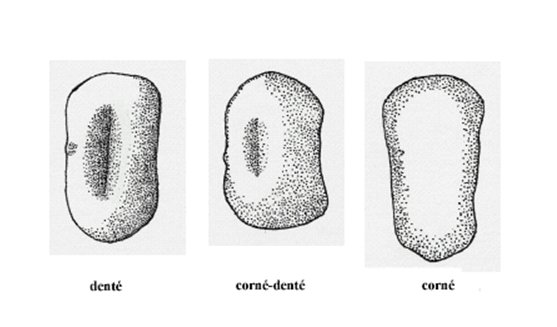 Grain de maïs : forme. Description ci-dessous.