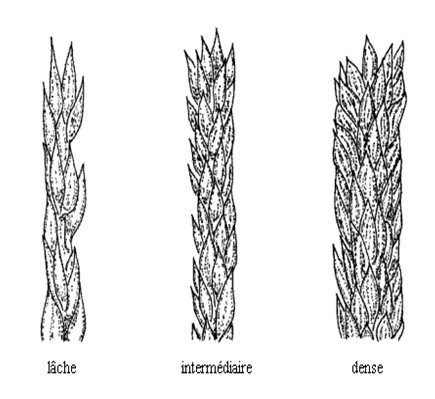 Panicule de maïs : densité de l'axe central. Description ci-dessous.