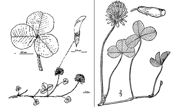 white clover plant, flower and leaf