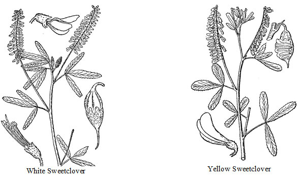 sweetclover plant, flower and seed pod