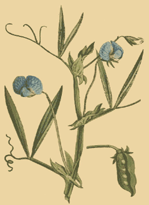 chickling vetch plant, flower and seed pod