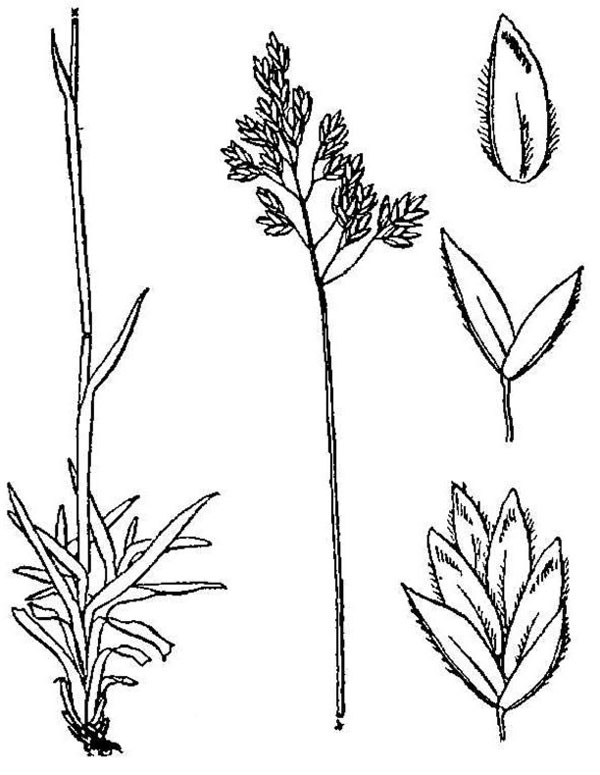 alpine bluegrass plant, floret and seedpod