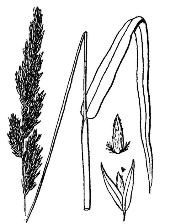 reed canarygrass plant, florets