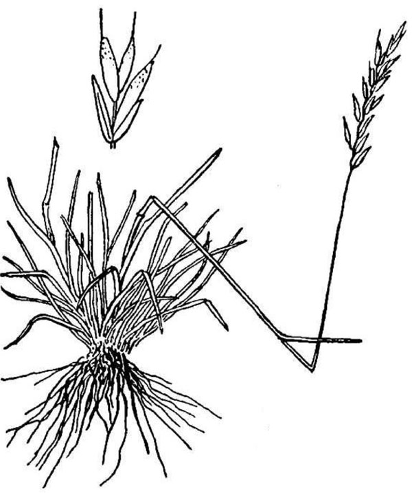 alpine fescue plant