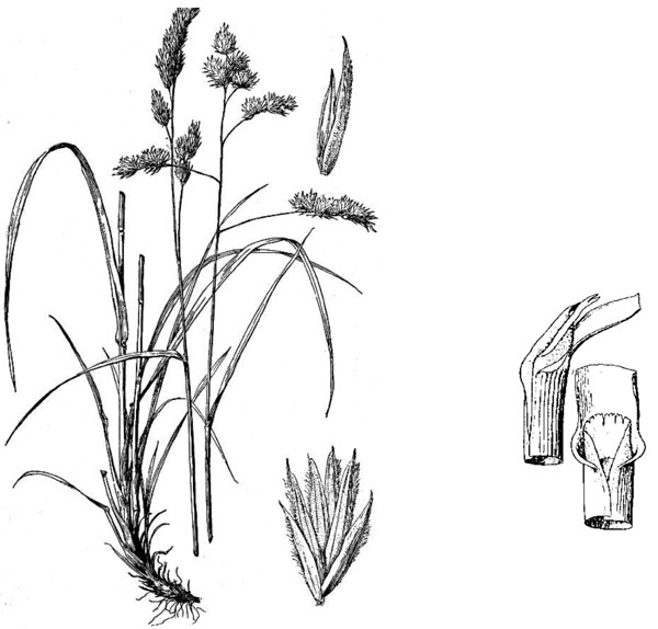 orchardgrass plant, florets and leaves