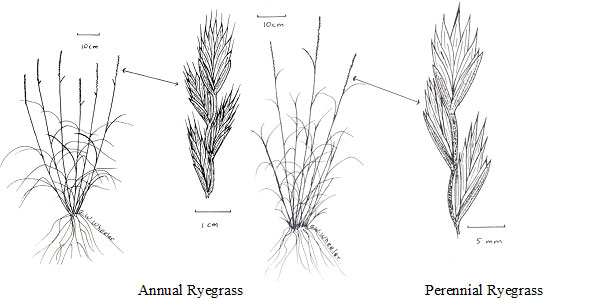 annual ryegrass plant and perennial ryegrass plant