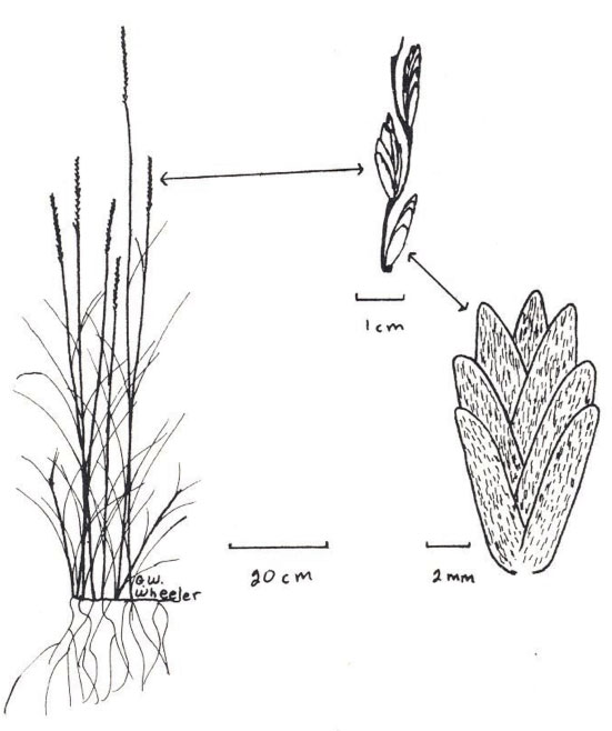 pubescent wheatgrass plant and florets