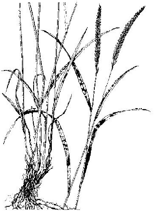 Siberian wheatgrass plant