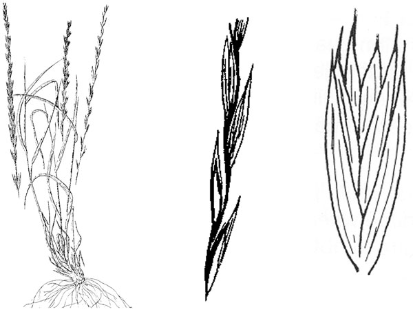 Slender wheatgrass plant and florets