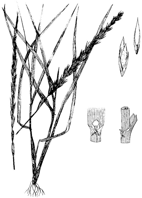 altai wildrye plant, floret and leaf
