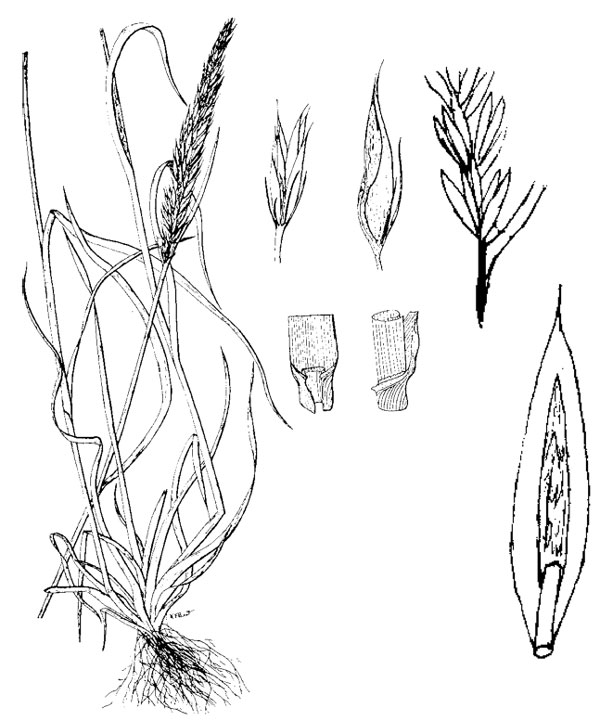 Russian wildrye plant, leaf and seed