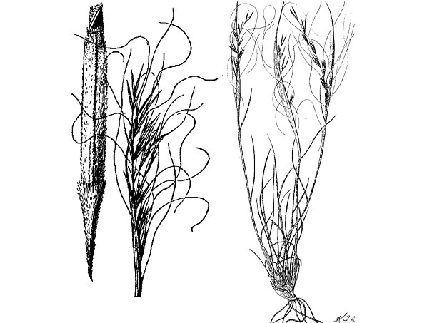 needle and thread grass plant