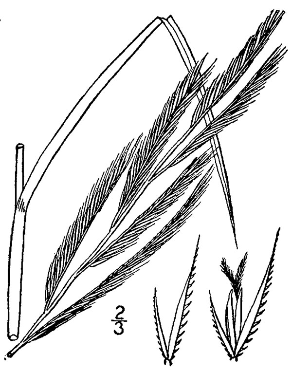 prairie cordgrass plant and florets