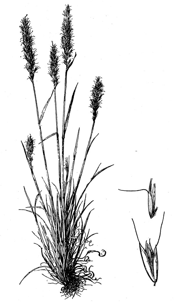 spike trisetum plant and florets