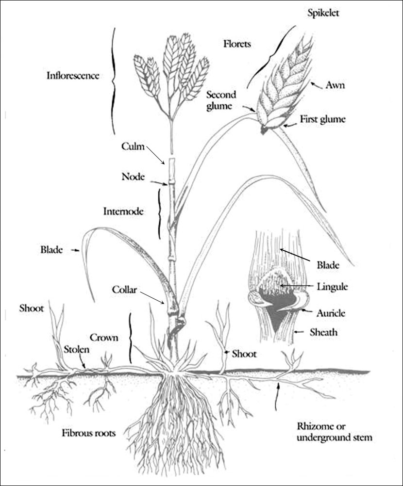 Parts of a typical grass plant
