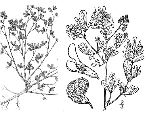 alfalfa plant, flower and seed pod