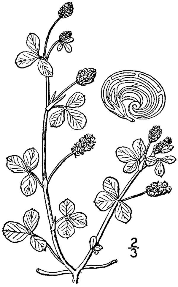 black medick plant, flower and seed pod