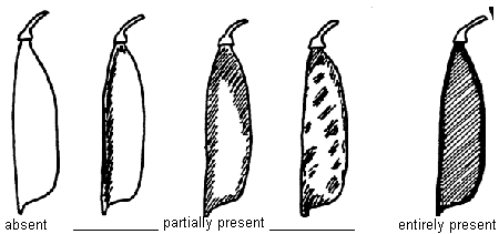Pod parchment - absent, partially present and entirely present. Description follows.