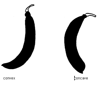 Direction of pod curvature - convex and concave. Description follows.