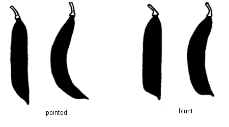 Distal part shape of pod – pointed and blunt. Description follows.