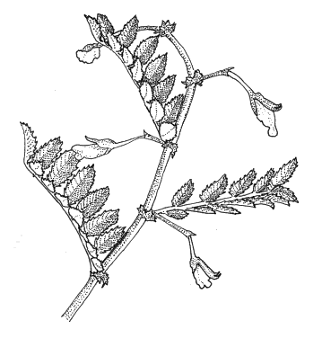 Diagram – Chickpea plant with pods. Description follows.