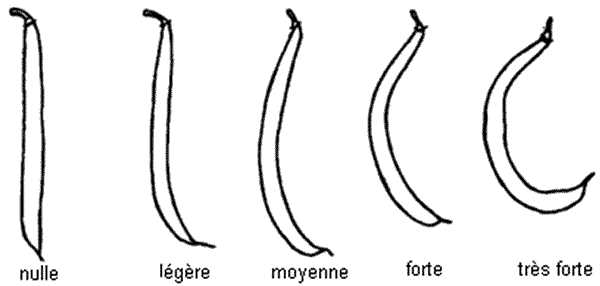 Ce diagramme montre les différents types de degré de courbure de la gousse - nulle, légère, moyenne, forte et très forte. Description ci-dessous.