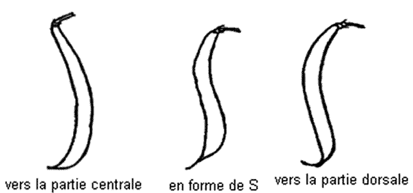 Forme de la courbure de la gousse - vers la partie centrale, en forme de S, et vers la partie dorsale. Description ci-dessous.