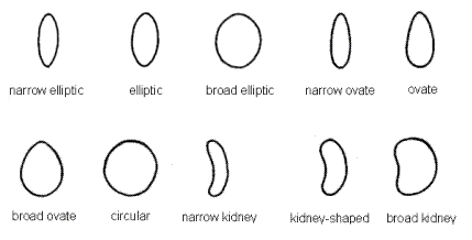 Seed shape – narrow elliptic, elliptic, broad elliptic, narrow ovate, ovate, broad ovate, circular, narrow kidney, kidney-shaped, broad kidney. Description follows.
