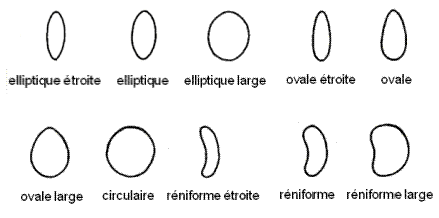 Forme de la graine - elliptique étroite, elliptique, elliptique large, ovale étroite, ovale, ovale large, circulaire, réniforme étroite,réniforme, réniforme large. Description ci-dessous.