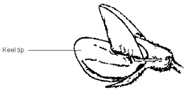 Diagram – shows the keel tip color of flower. Description follows.