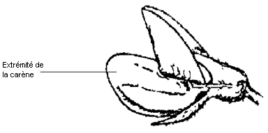 Diagramme - Couleur de la carène de la fleur. Description ci-dessous.
