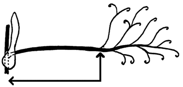 Diagram - petiole length. Description follows.