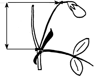 Diagram - Peduncle length. Description follows.