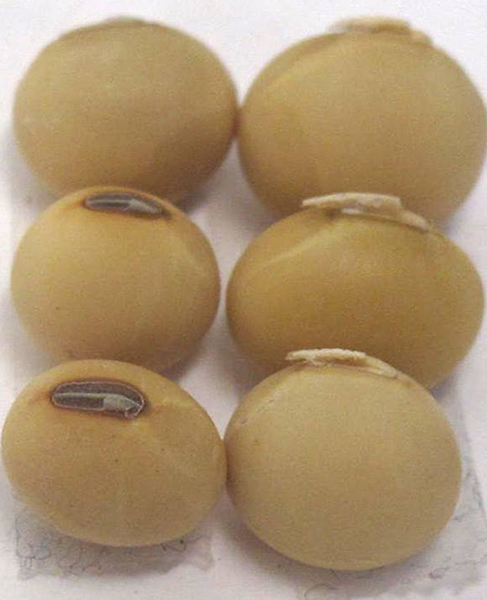 image - soybeans where abscission layer is lacking or present