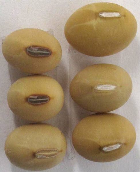 image - soybeans where abscission layer is lacking or present