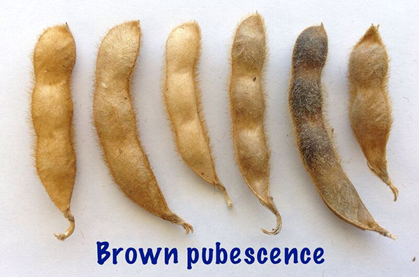 soybean brown. Description follows.
