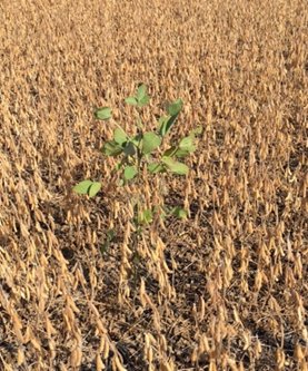 Figure 3 - Example of an immature soybean plant in a field. Description follows.