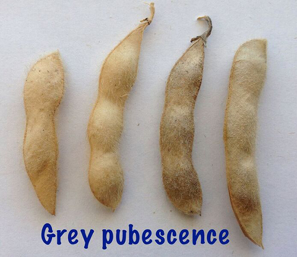 soybean grey. Description follows.