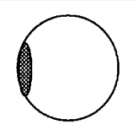 Seed shape - thickness. Description follows.