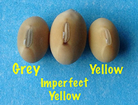 Photo 3 - Range of Soybean Hilum Colours. Description follows.