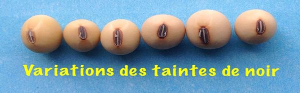 Diagramme 5 - Gamme de couleur du hile de soja. Description ci-dessous.