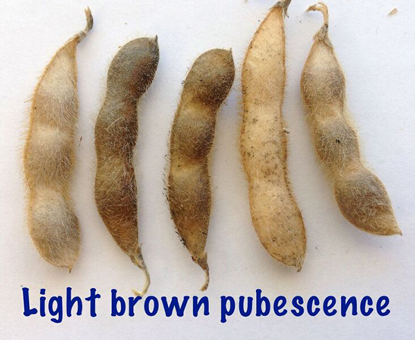 soybean light brown. Description follows.