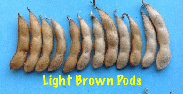 soybean pods light brown. Description follows