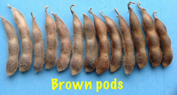 soybean pods brown. Description follows.