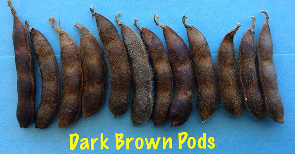 soybean pods dark brown. Description follows.