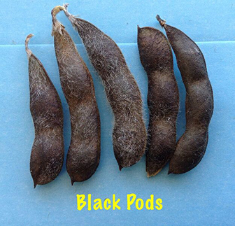 soybean pods black. Description follows.