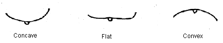 Leaf Shape in Cross Section. Description follows.