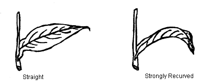 Longitudinal Profile of Leaf. Description follows.