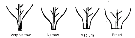 Width of Leaf Blade at Base. Description follows.